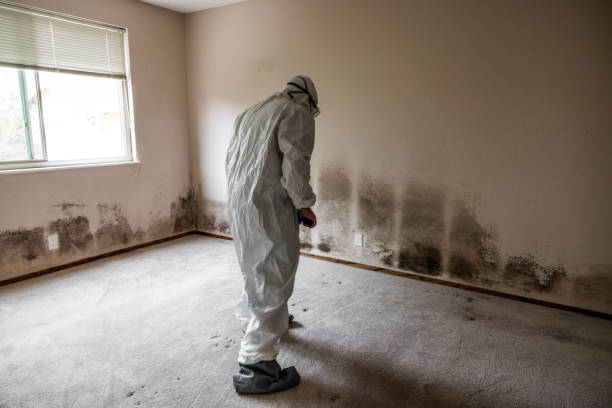 Best Attic Mold Removal  in Odon, IN
