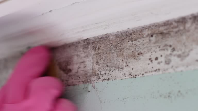 Biohazard Mold Removal in Odon, IN